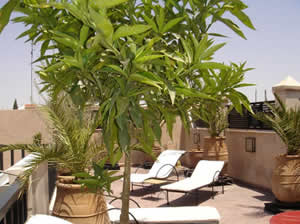 RIAD ISIS Hotel Marrakech Riad Marrakech :  services pour entreprises